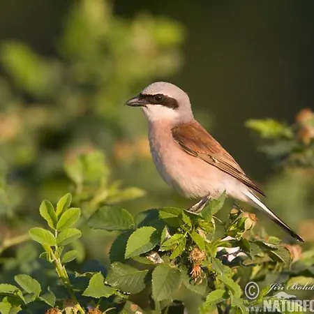 Landgasthof Zum Adler 3* Medebach