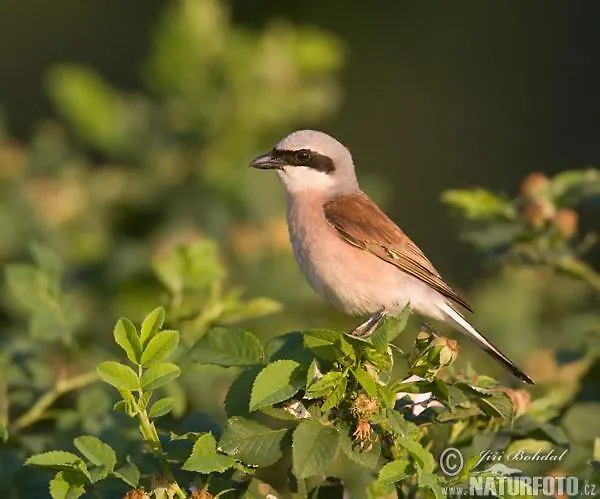 Landgasthof Zum Adler 3* Medebach